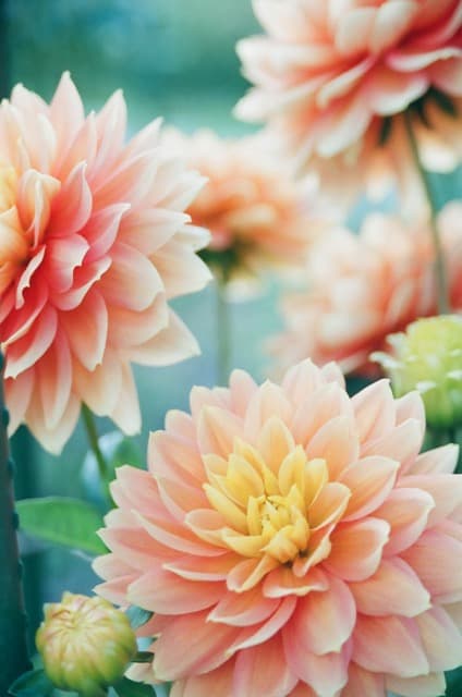 FLORMART 2025